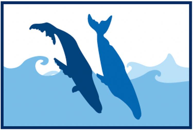 Ilustración de dos ballenas jorobadas realizando golpes de cola, mostrando un poderoso comportamiento de golpeteo de cola en la superficie del océano.