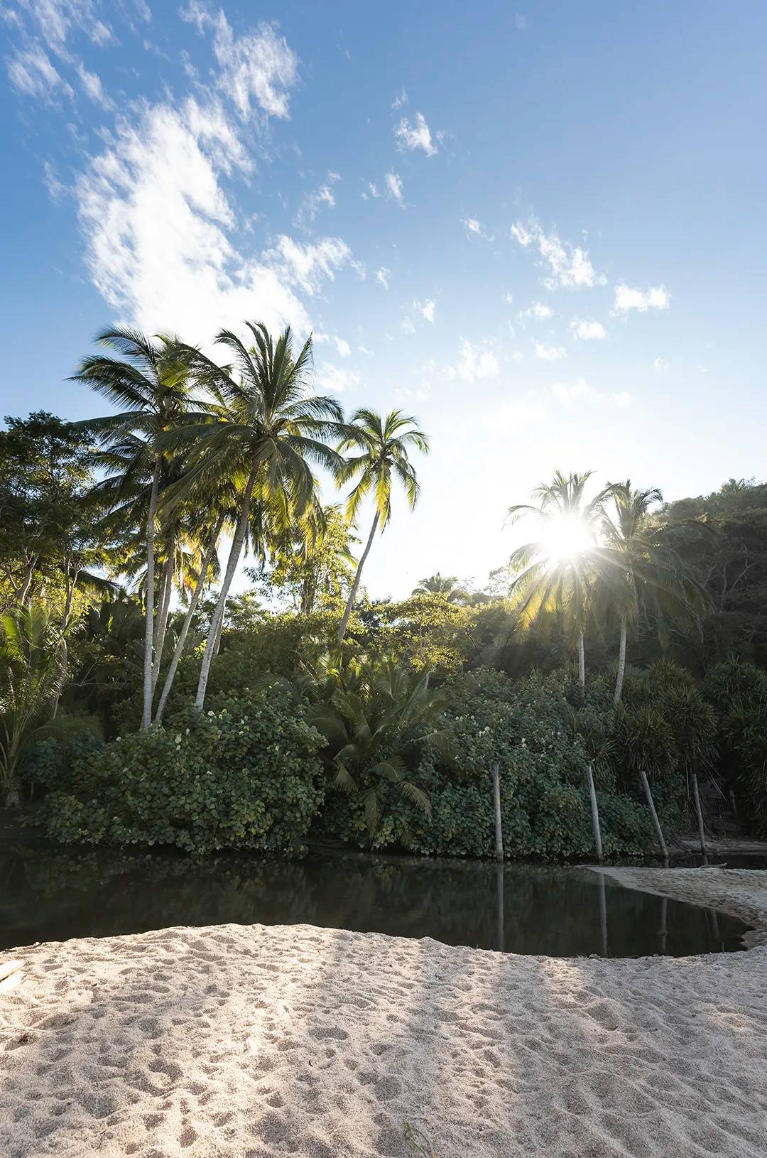 Sunny day over lush palm trees and a serene river at Majahuitas beach, Puerto Vallarta.
