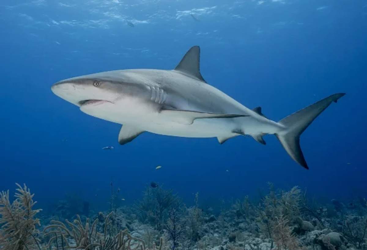 A Caribbean reef shark swims gracefully over a coral reef in clear blue water.