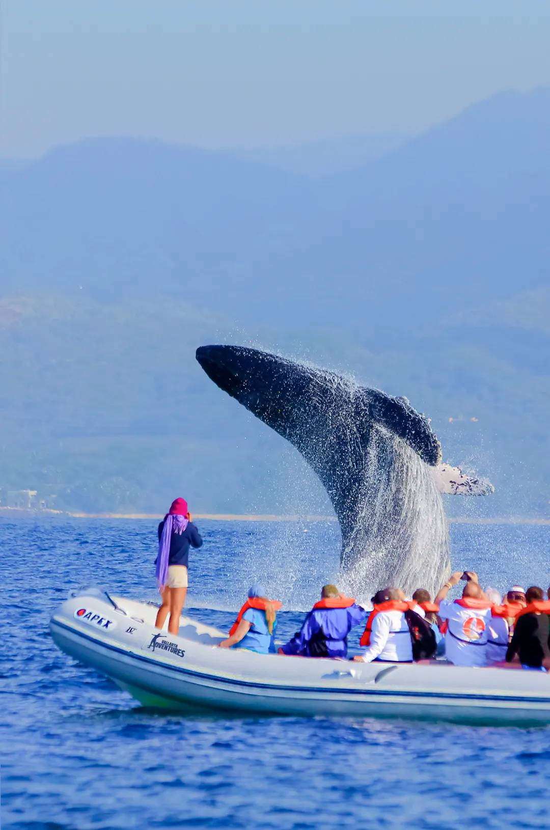 Travelers watching humpback whales in Puerto Vallarta from an inflatable speed boat.