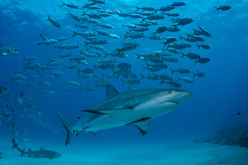 ¿HAY TIBURONES EN PUERTO VALLARTA?