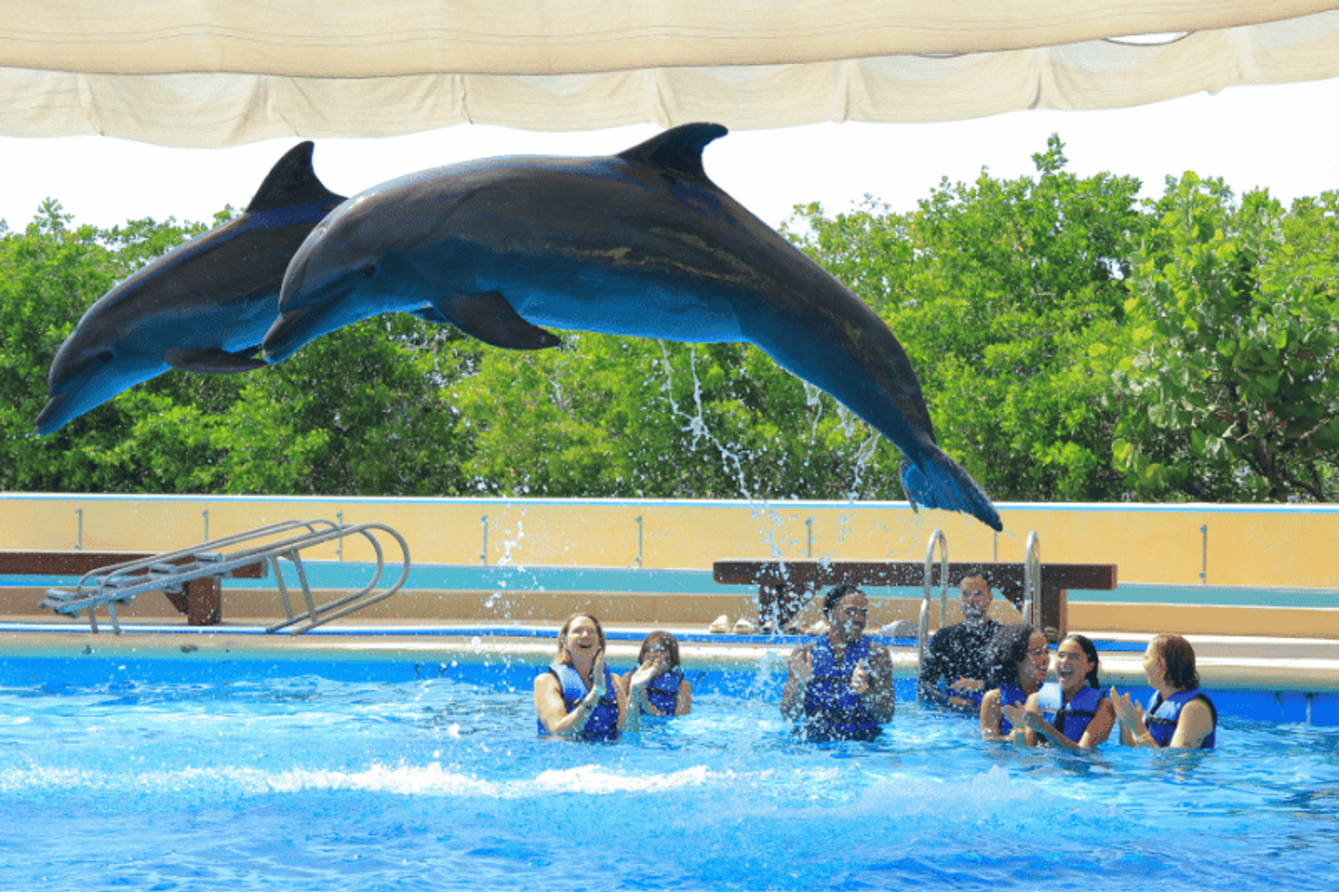Dos delfines saltando en una piscina durante una actuación, con un grupo de personas en chalecos salvavidas mirando y aplaudiendo en el agua debajo.