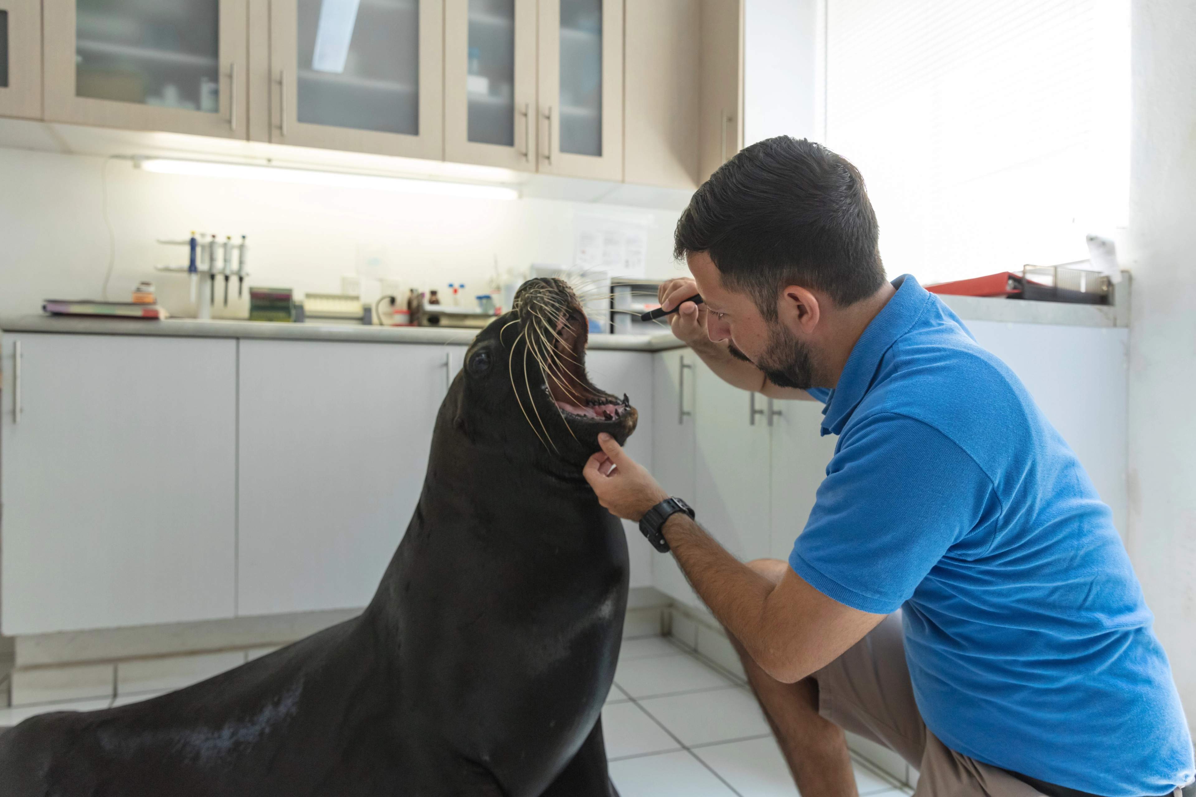 A veterinarian conducts a check-up on a cooperative sea lion in a clinical setting, using an otoscope to examine its ear.