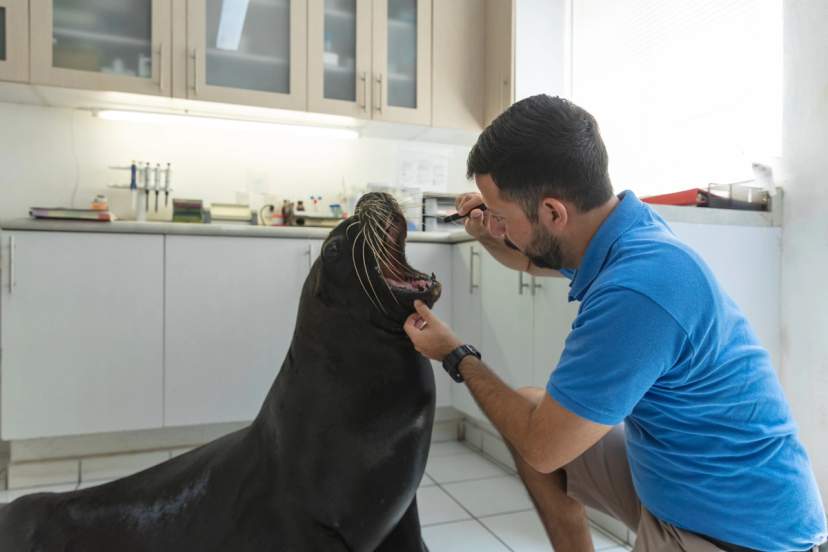 A veterinarian conducts a check-up on a cooperative sea lion in a clinical setting, using an otoscope to examine its ear.