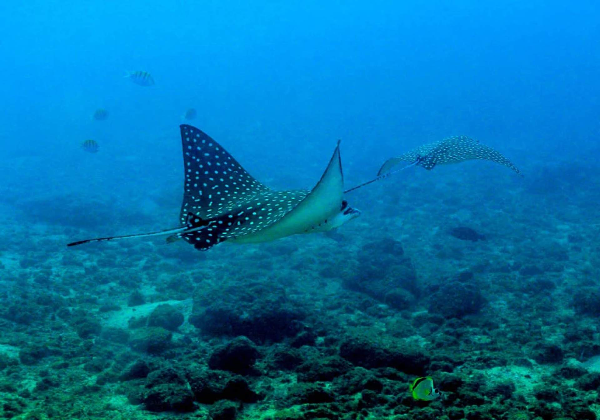 Mantarrayas águila moteadas nadando en aguas claras, con sus distintivos puntos blancos y cuerpos oscuros.