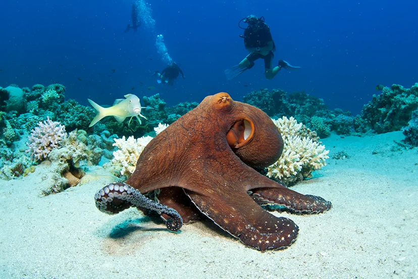 INTERESTING FACTS ABOUT OCTOPUS