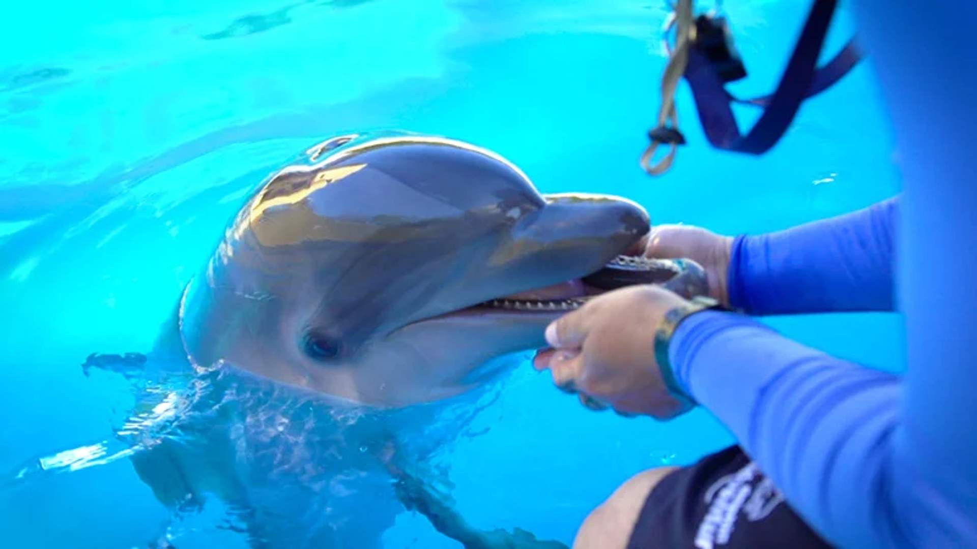 Close-up of dolphin interacting with trainer in blue water.