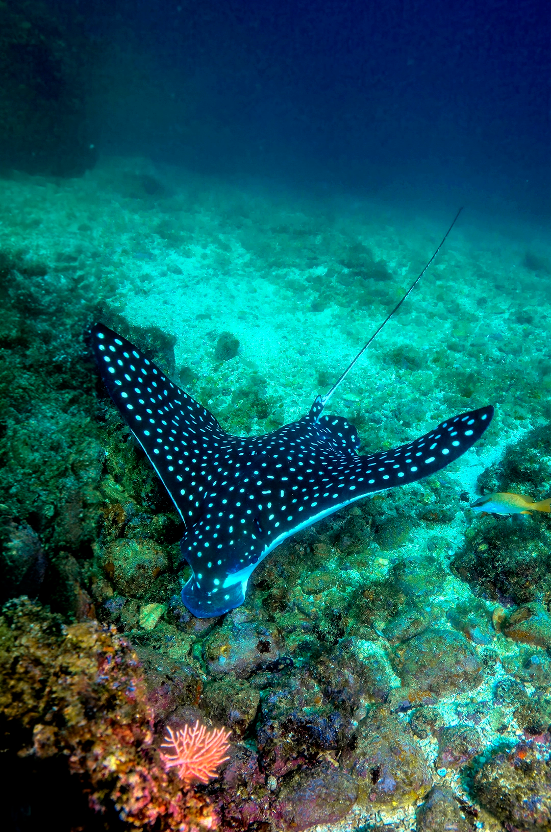 Eagle ray and colorful corals seen at a Puerto Vallarta diving at Chimo.