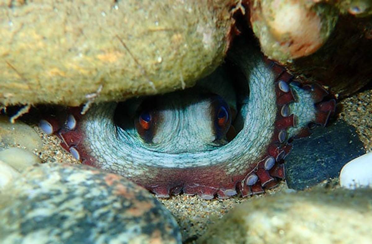 Pulpo común europeo escondido entre rocas, con ojos brillantes y tentáculos visibles en un entorno marino rocoso.