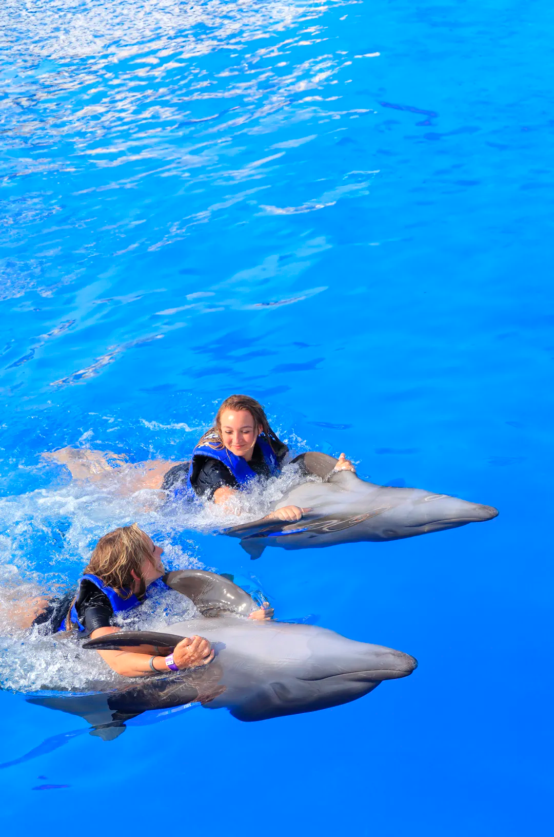 Nado Privado con Delfines, una de las mejores cosas para hacer en familia en Puerto Vallarta.