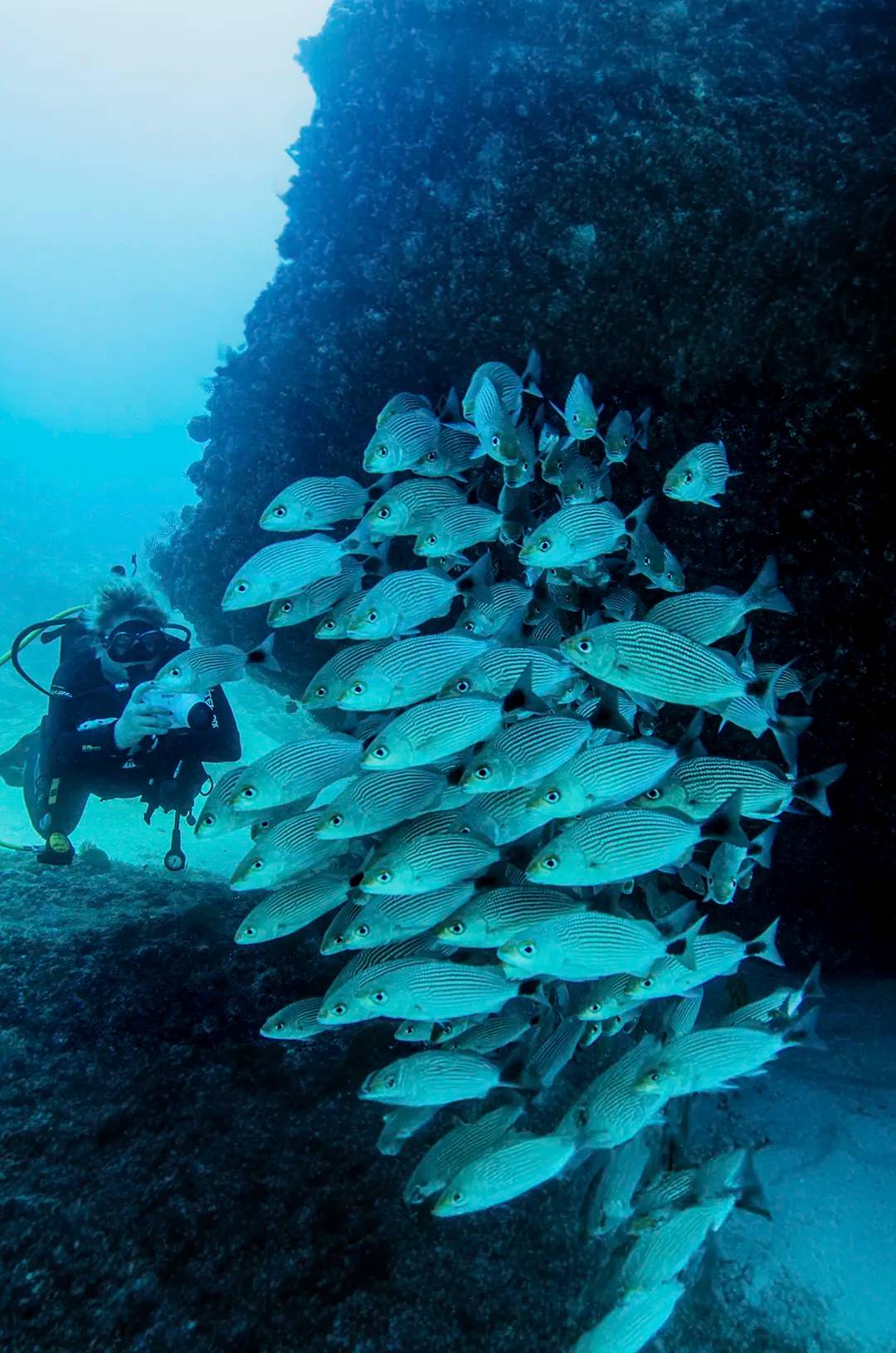 Scuba diver photographing a large school of fish near a rock formation in the Marietas Islands.