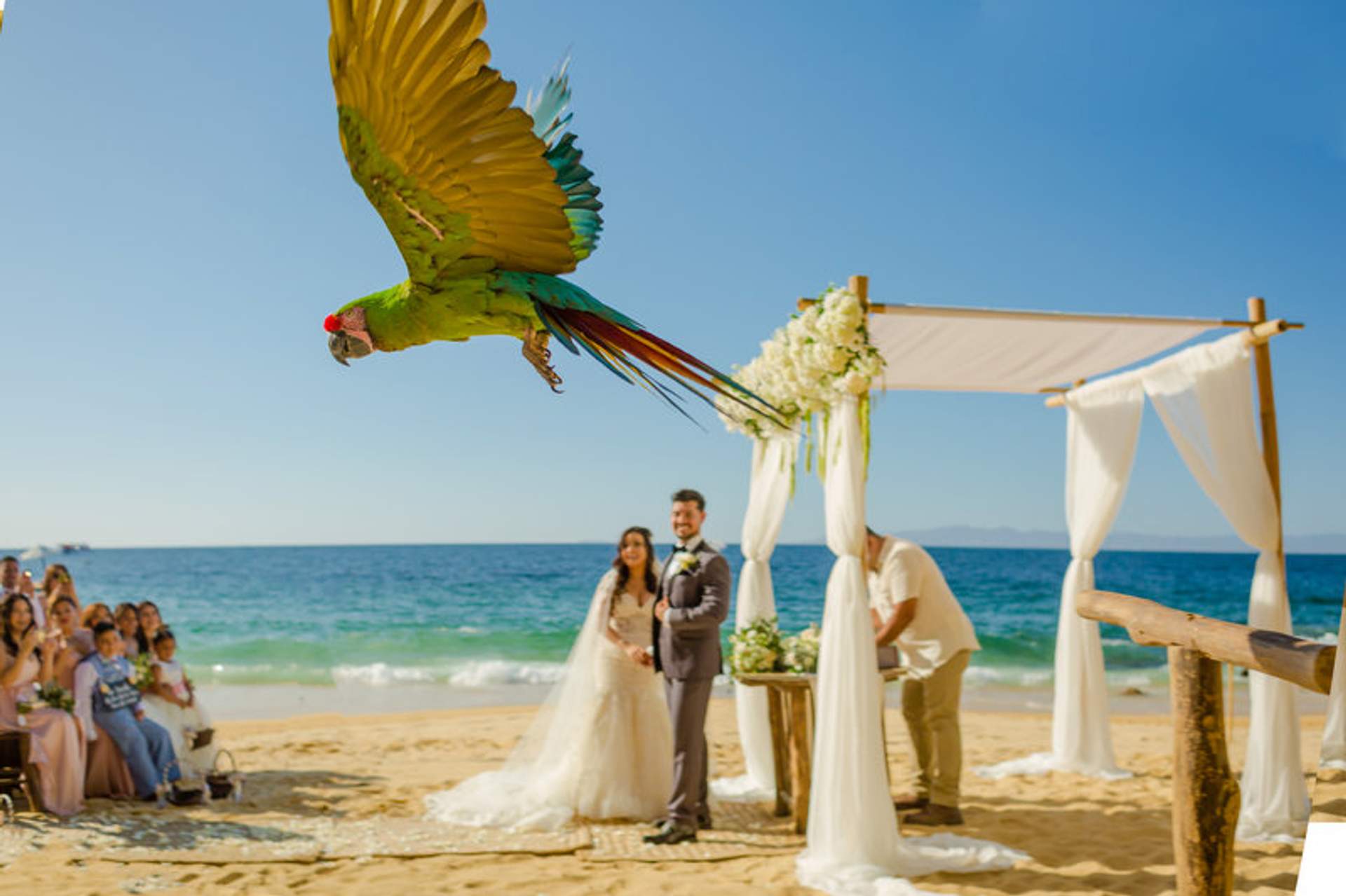 Español: Un vibrante loro vuela sobre una ceremonia de boda en la playa, donde una pareja se encuentra bajo un arco floral junto al océano.