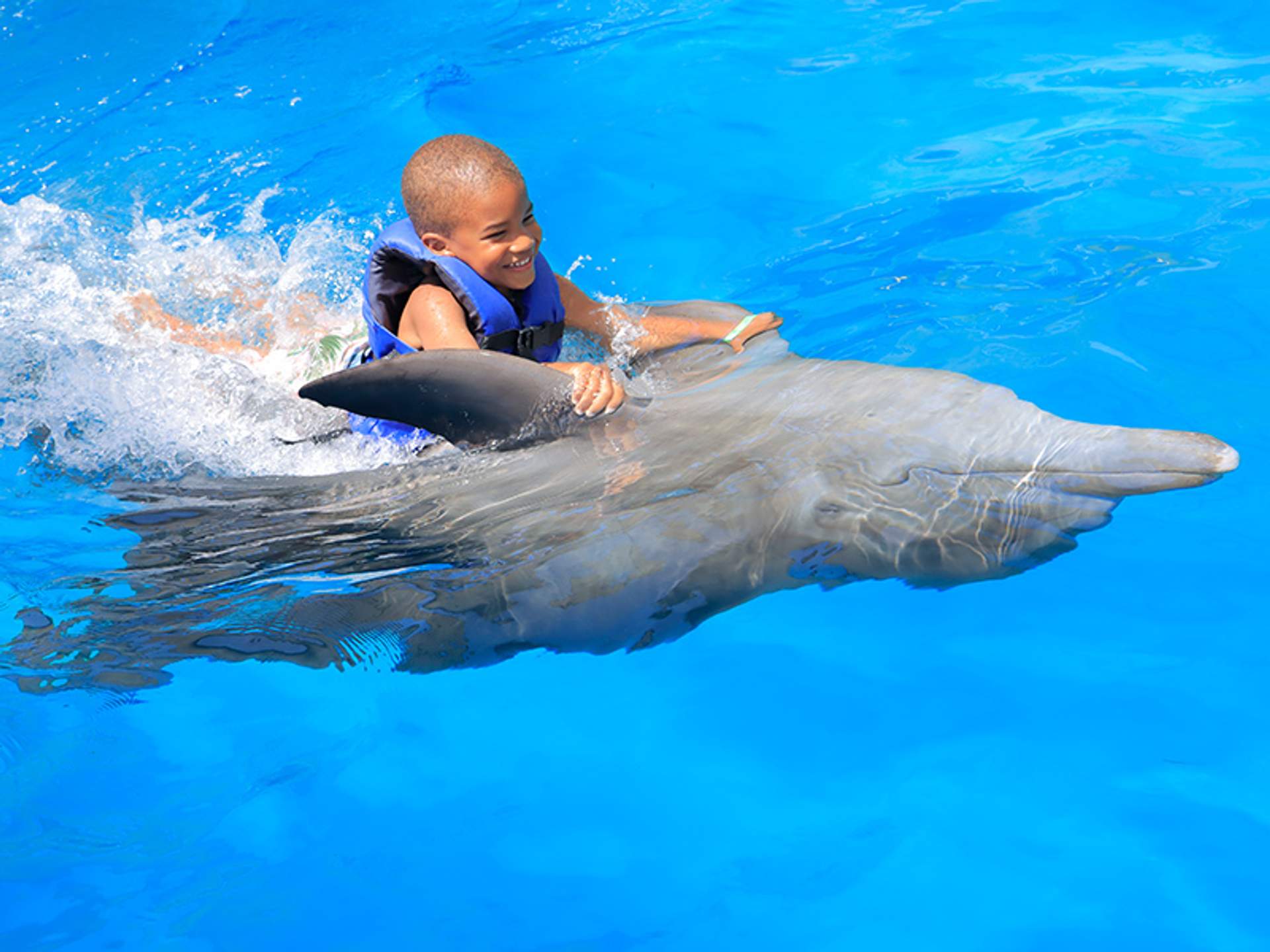 Un niño pequeño, con chaleco salvavidas, monta alegremente sobre el lomo de un delfín en una piscina azul brillante.