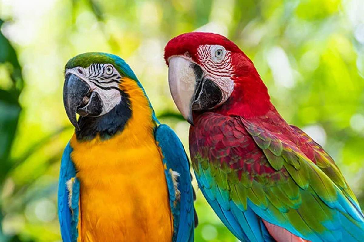 Dos guacamayas coloridas, una azul y amarilla y la otra roja y verde, posadas una al lado de la otra con un fondo verde desenfocado.