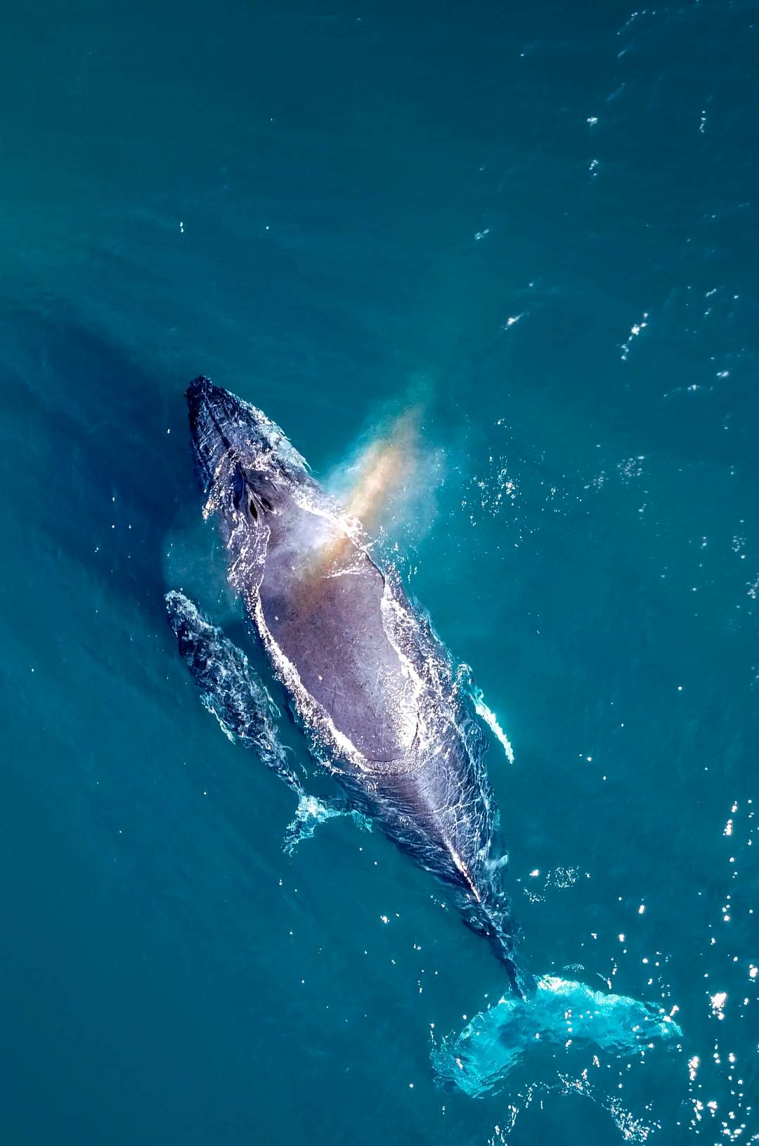 Aerial view of a humpback whale during the Puerto Vallarta whale season.