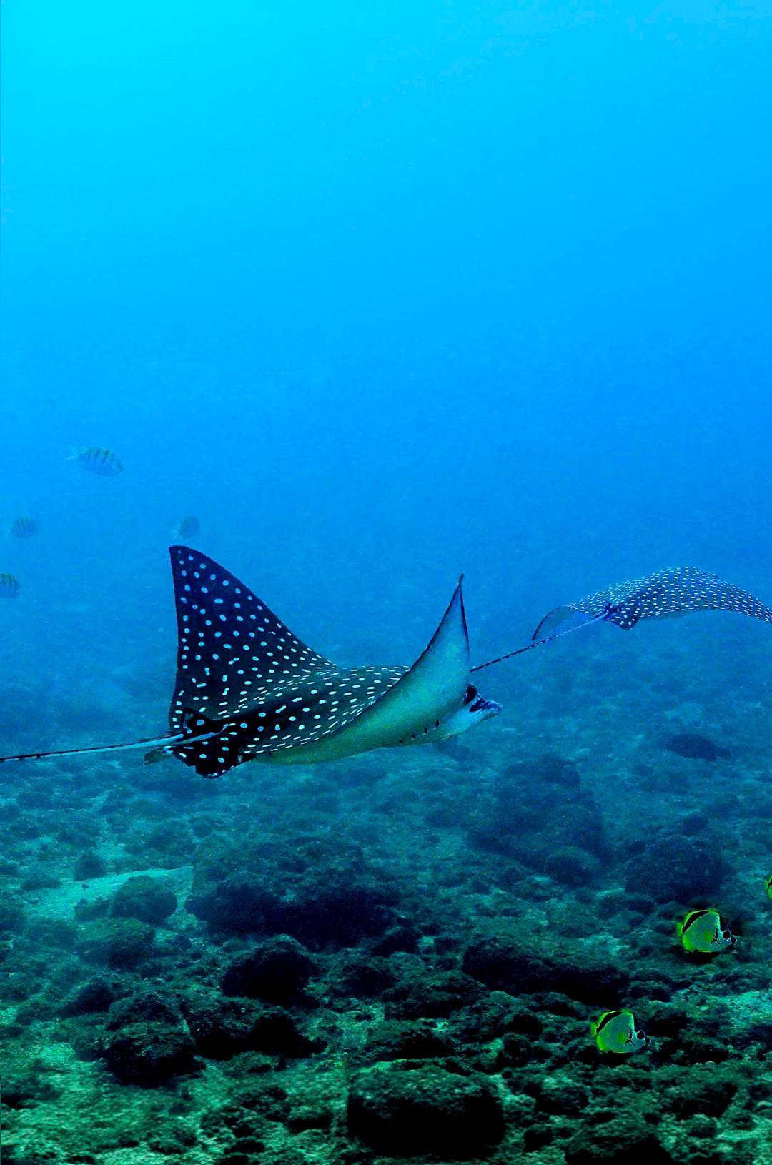 Hermosa Raya Águila Moteada vista durante un tour de Buceo en Los Arcos.