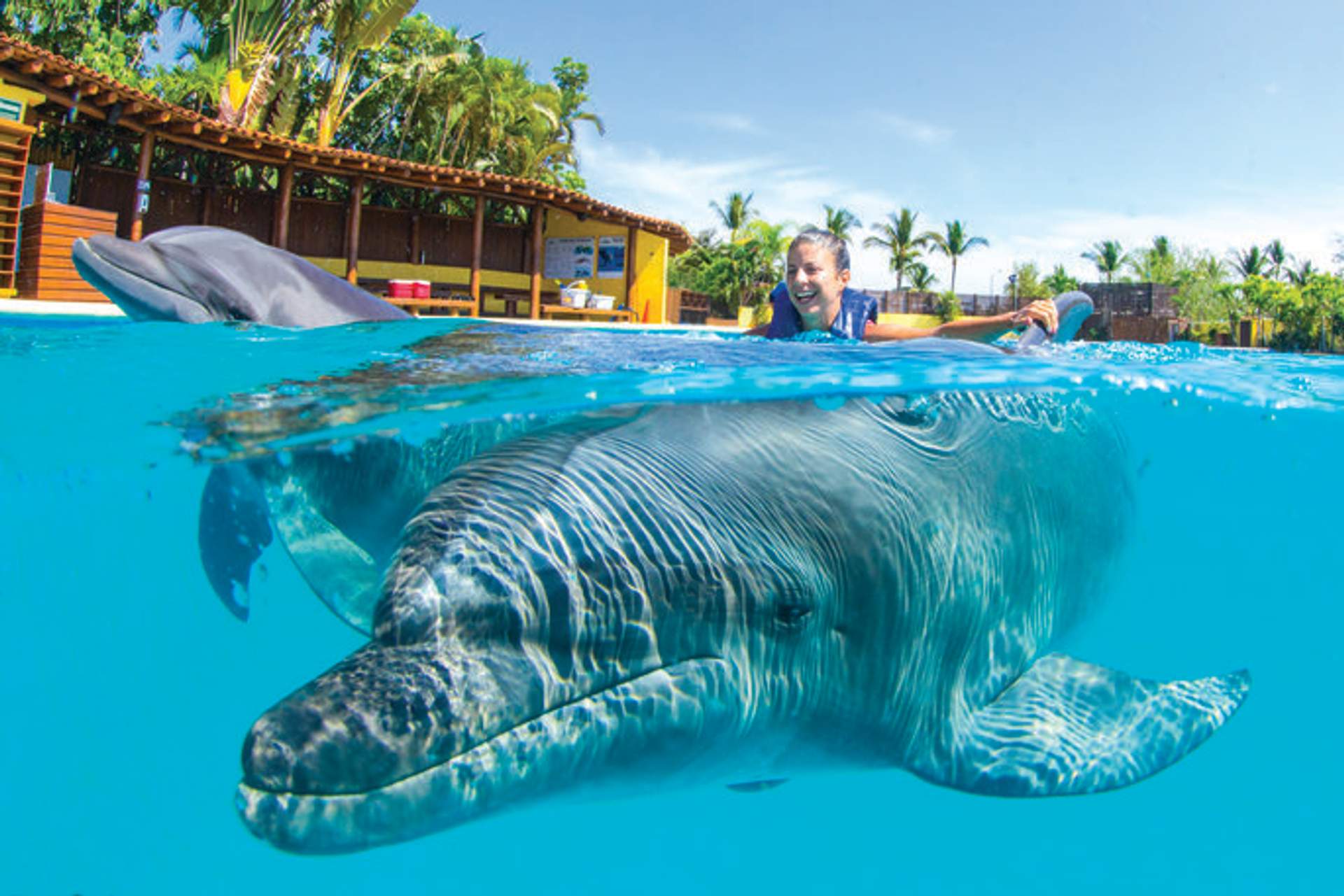 Una persona nadando con delfines nariz de botella juguetones en una piscina azul clara, disfrutando de una interacción cercana en un entorno tropical.