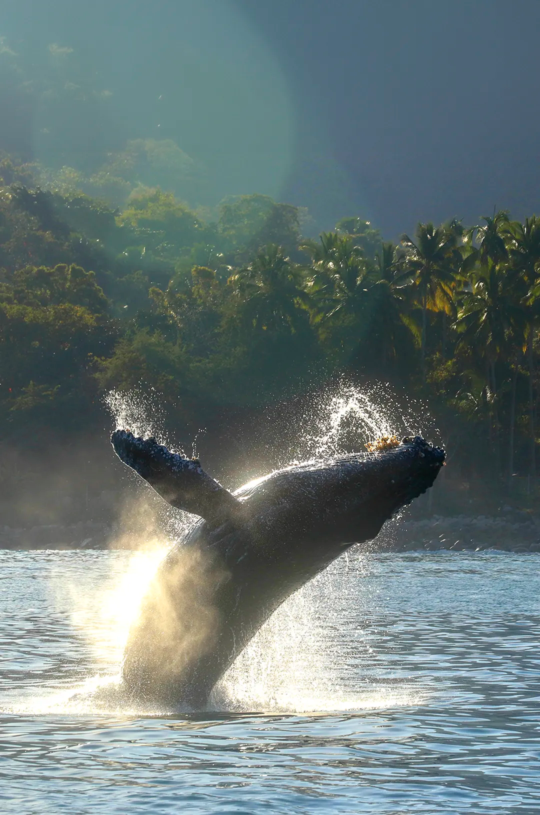 Ballenas jorobadas saltando fuera del agua en un entorno tropical en Puerto Vallarta.