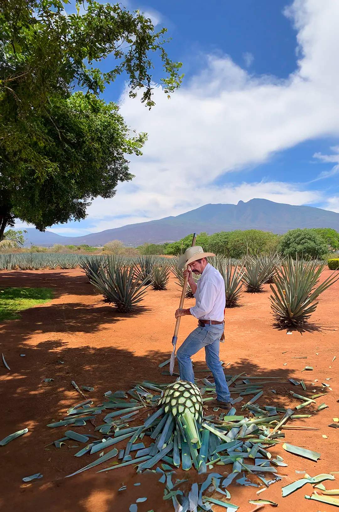 Jimador in Tequila Jalisco during a private tour from Puerto Vallarta.