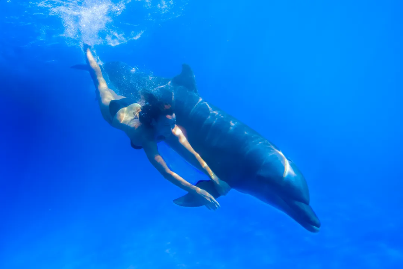 ¿CÓMO SE COMUNICAN LOS DELFINES? ¿PUEDEN HABLAR LOS HUMANOS CON LOS DELFINES?