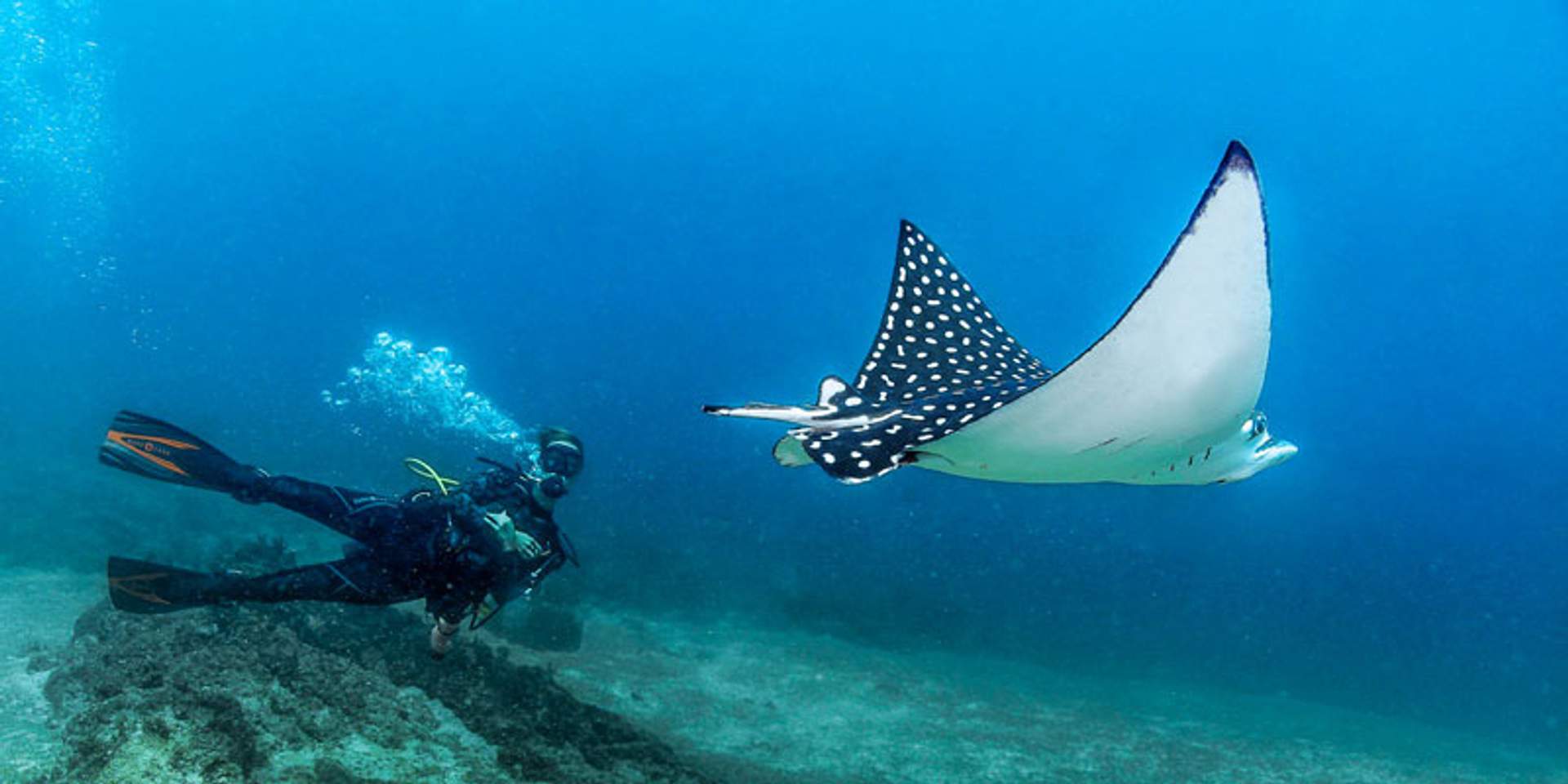 Scuba tours in Las Caletas