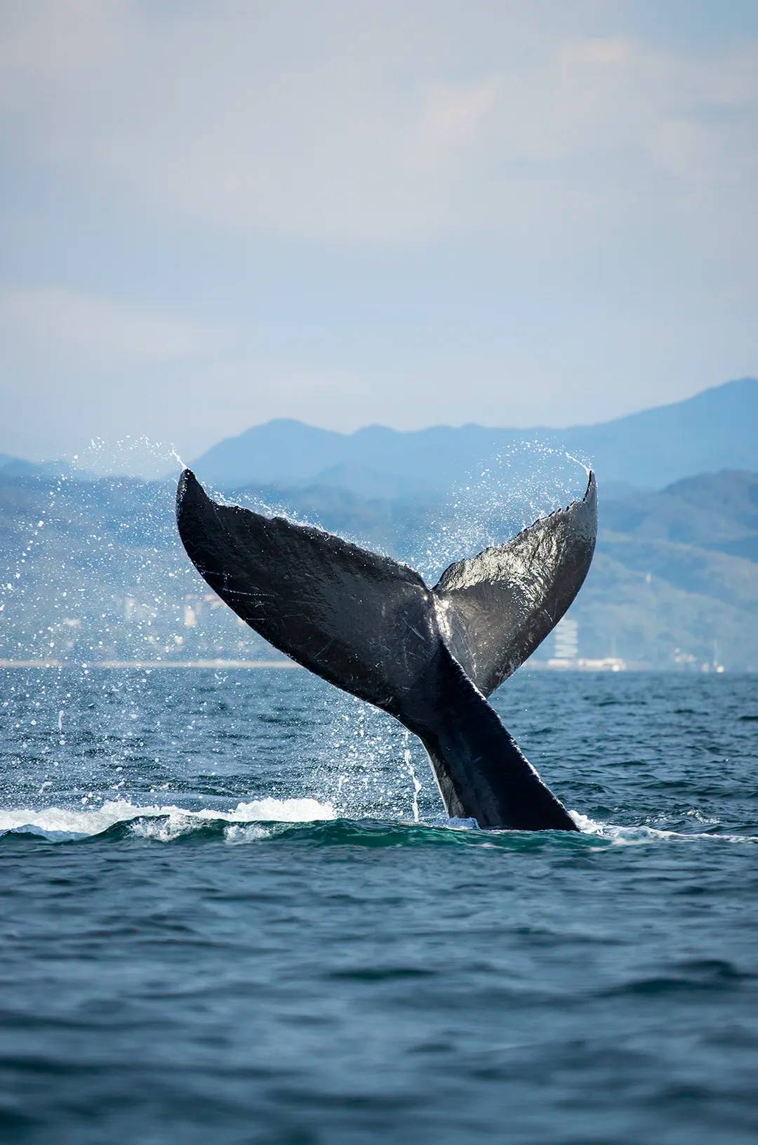 Cola de una ballena jorobada durante la temporada de invierno en Puerto Vallarta.