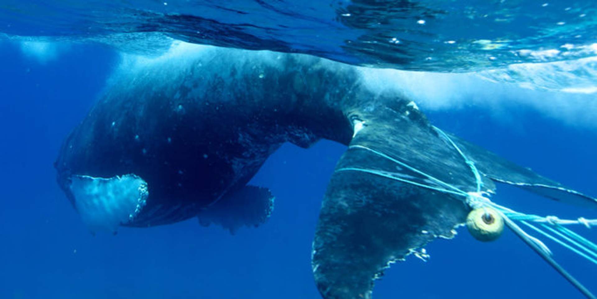 Humpback whale underwater with its tail entangled in fishing gear.