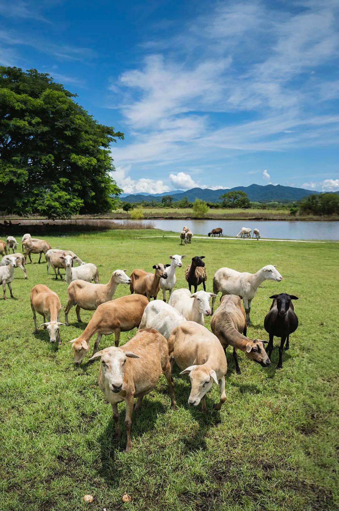 Ovejas pastando tranquilamente en áreas rurales cerca de Puerto Vallarta.