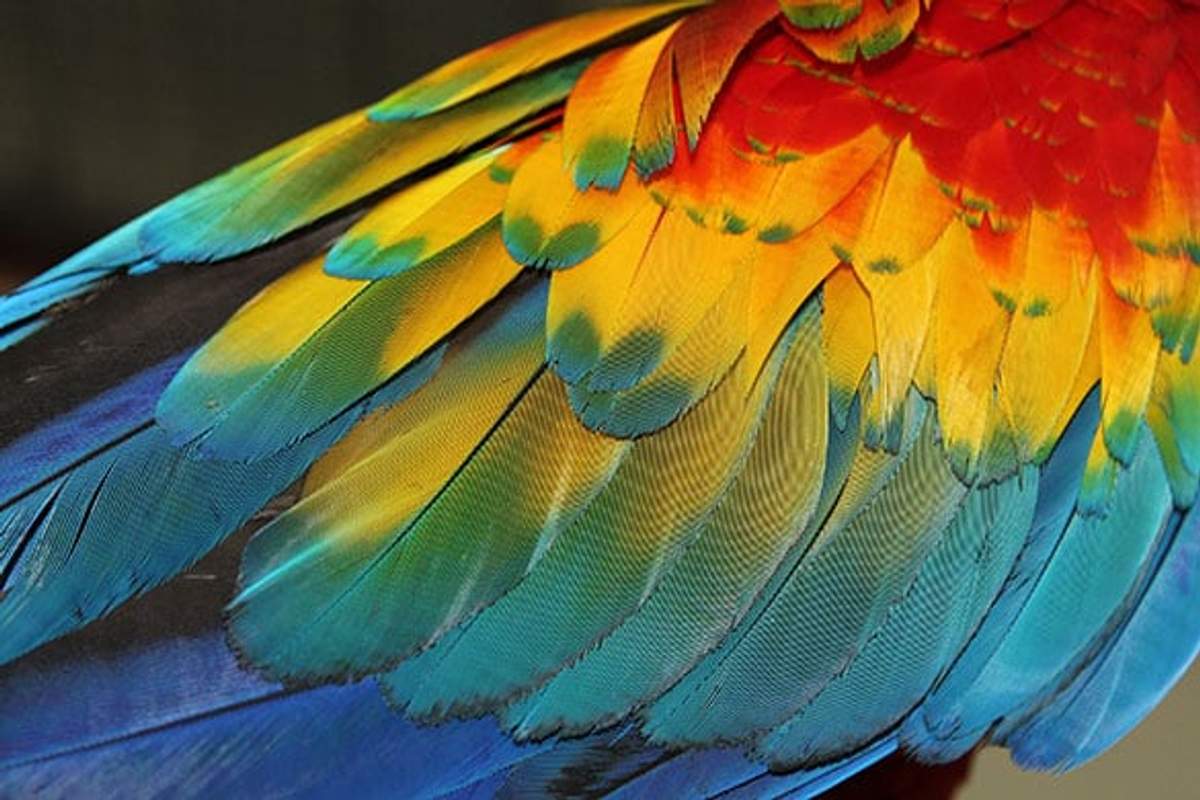 Primer plano de las plumas de una guacamaya, mostrando el vibrante plumaje rojo, amarillo, verde y azul con detalle intrincado.