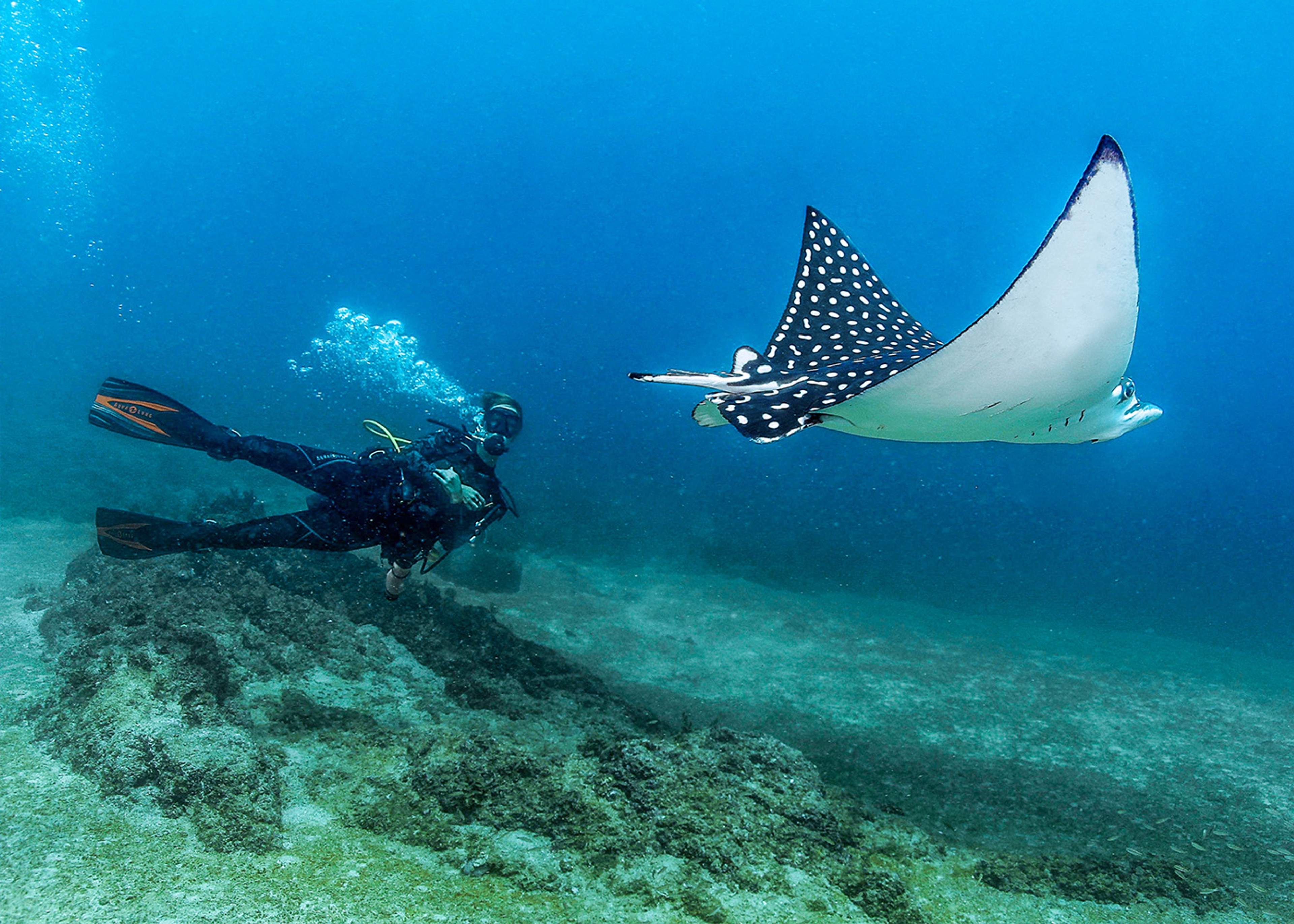 Un buceador nadando junto a una mantarraya águila manchada en las aguas cristalinas de Puerto Vallarta.