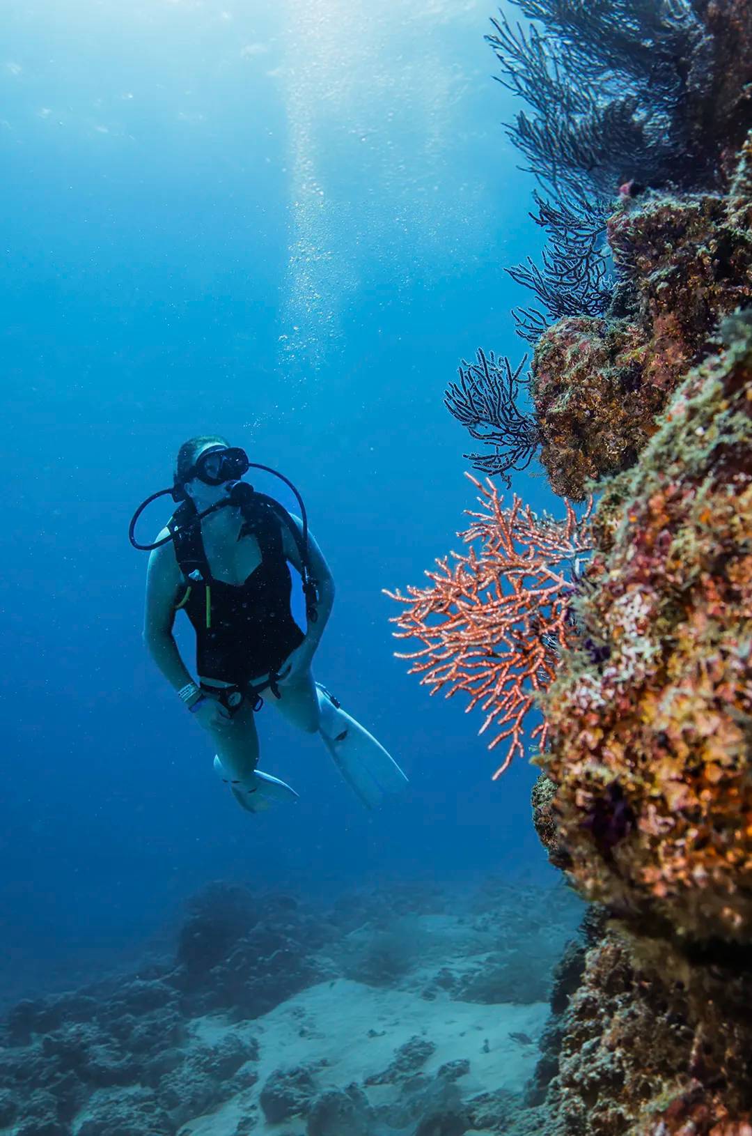 Scuba diver exploring a coral wall at Los Arcos Puerto Vallarta.