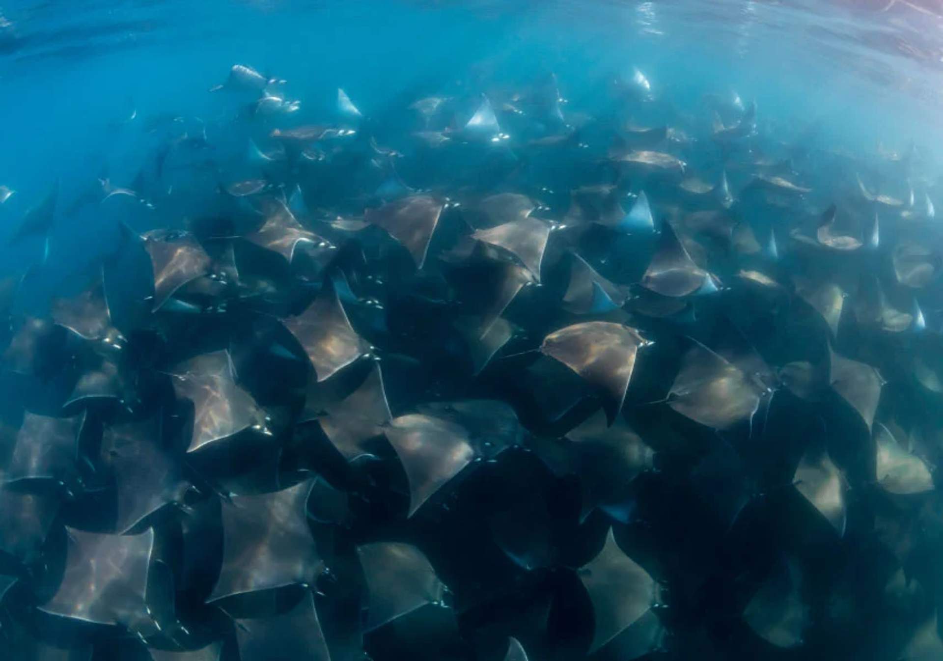 Gran grupo de mantarrayas diablo nadando juntas en aguas claras, mostrando sus cuerpos oscuros y forma distintiva.