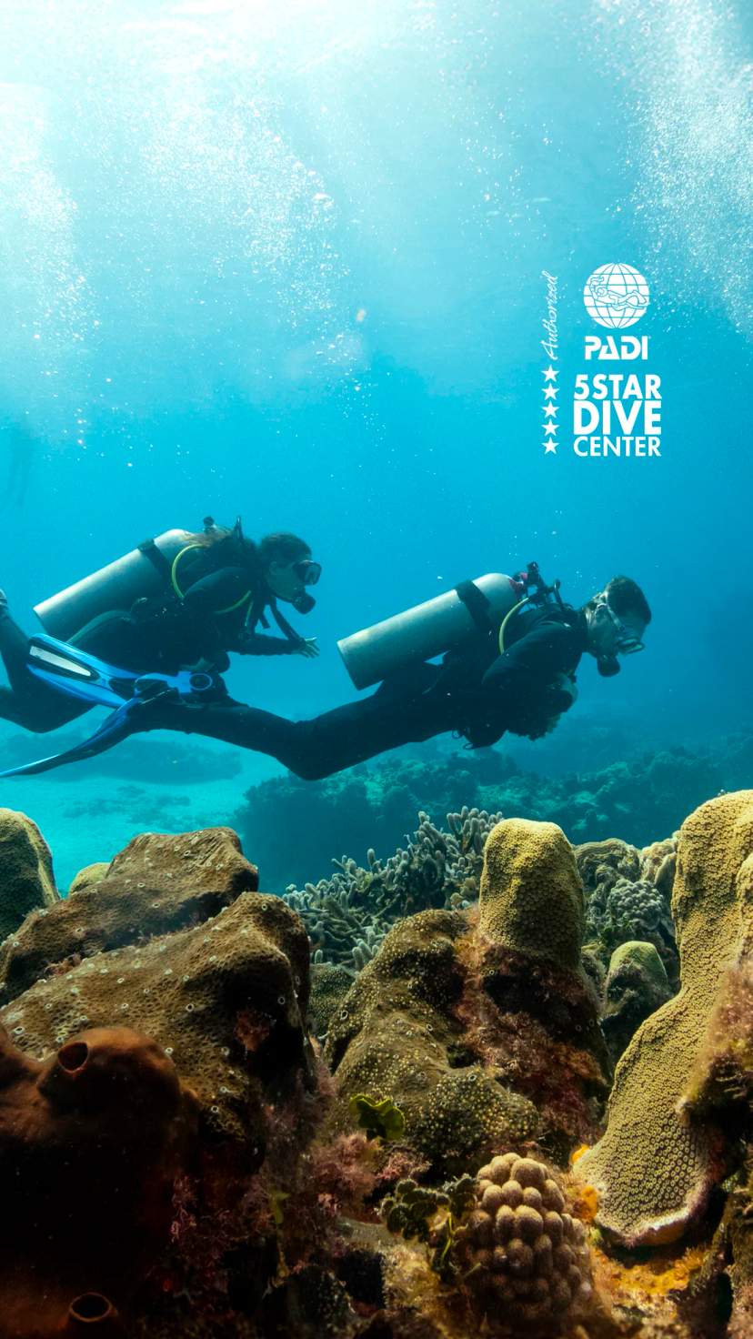 Descubre la belleza submarina con tours de buceo en Vallarta, explorando vibrantes arrecifes y vida marina.