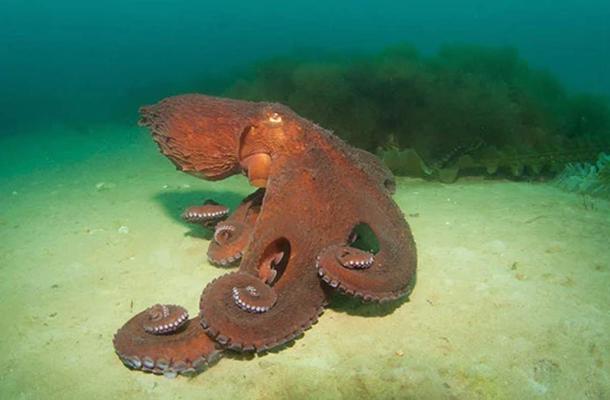 Pulpo gigante del Pacífico en el fondo marino, mostrando sus grandes tentáculos y ventosas, rodeado de aguas verdes.