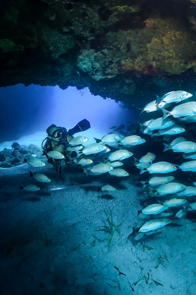 Buzo certificado en un Buceo privado en Anegados Puerto Vallarta.