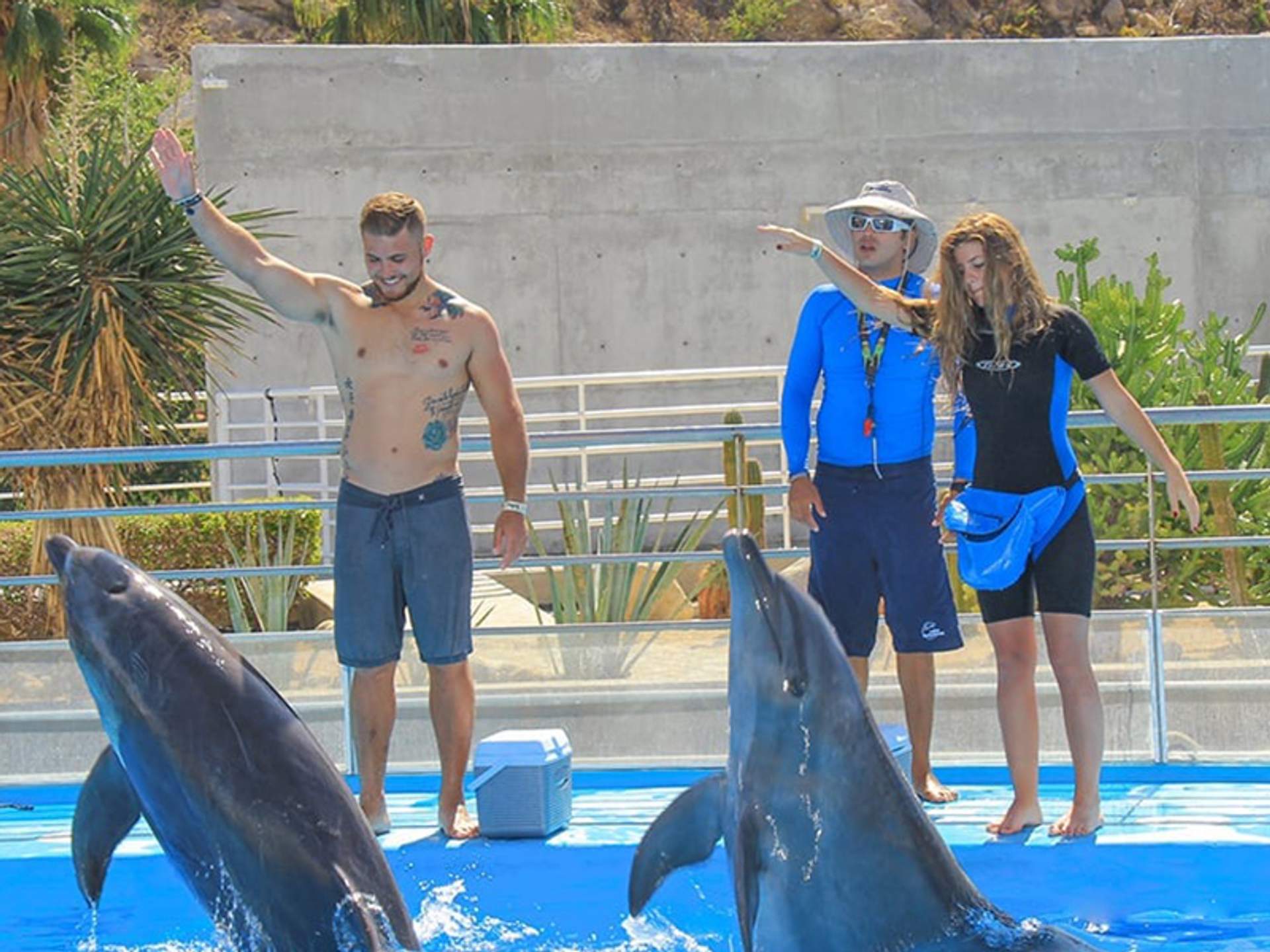 Two people and an instructor interact with two dolphins performing tricks on a bright blue platform outdoors.
