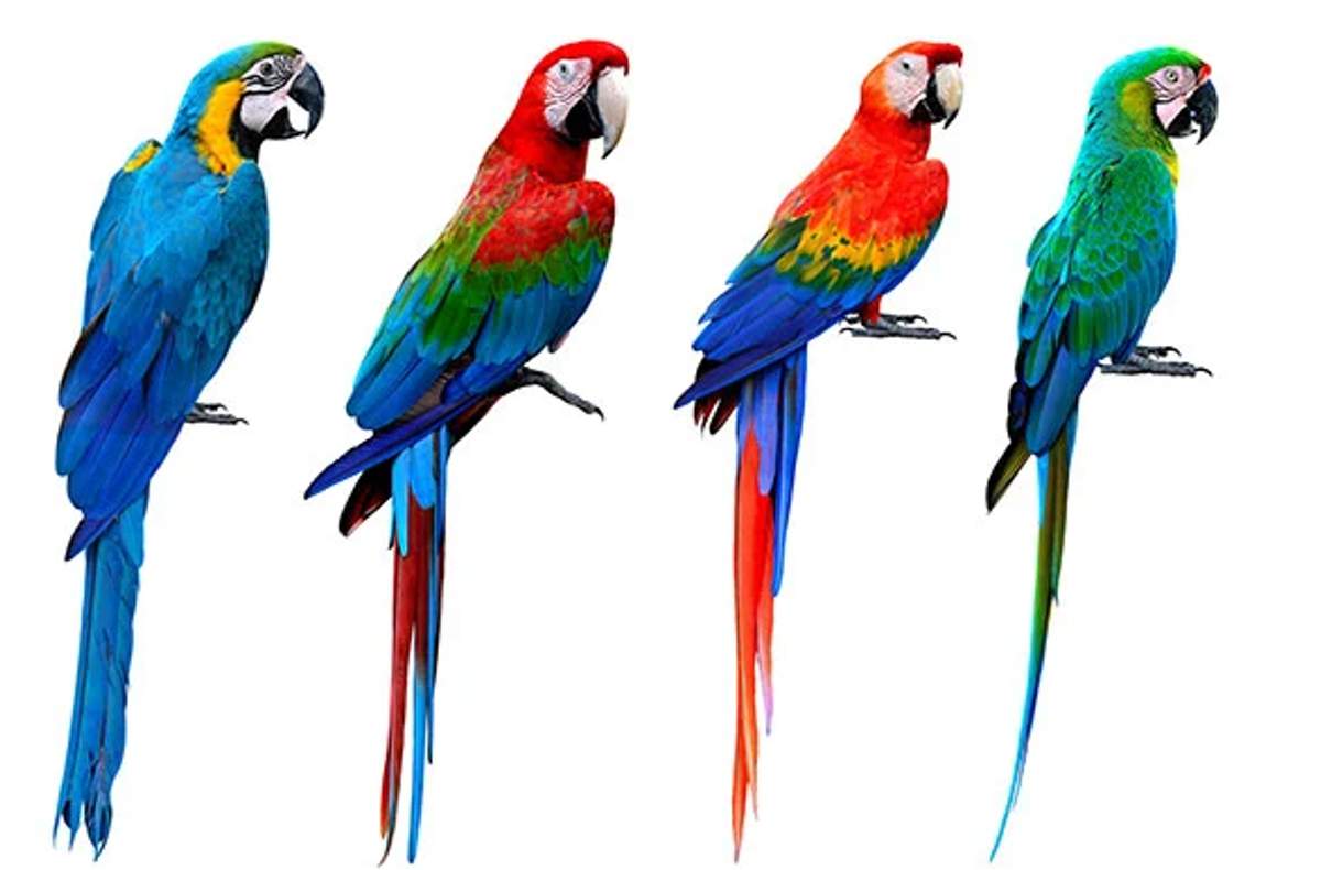 Cuatro guacamayas de diferentes especies posadas en fila, mostrando sus distintos tamaños y pesos contra un fondo blanco.