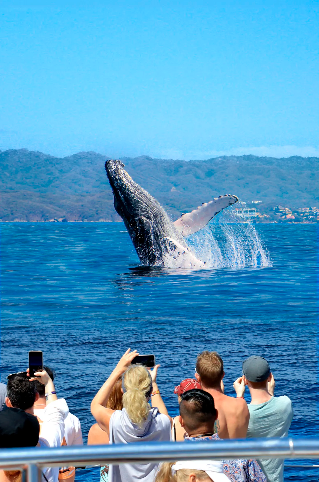 Travelers watching and taking photos of a humpback whale from a boat in Puerto Vallarta.