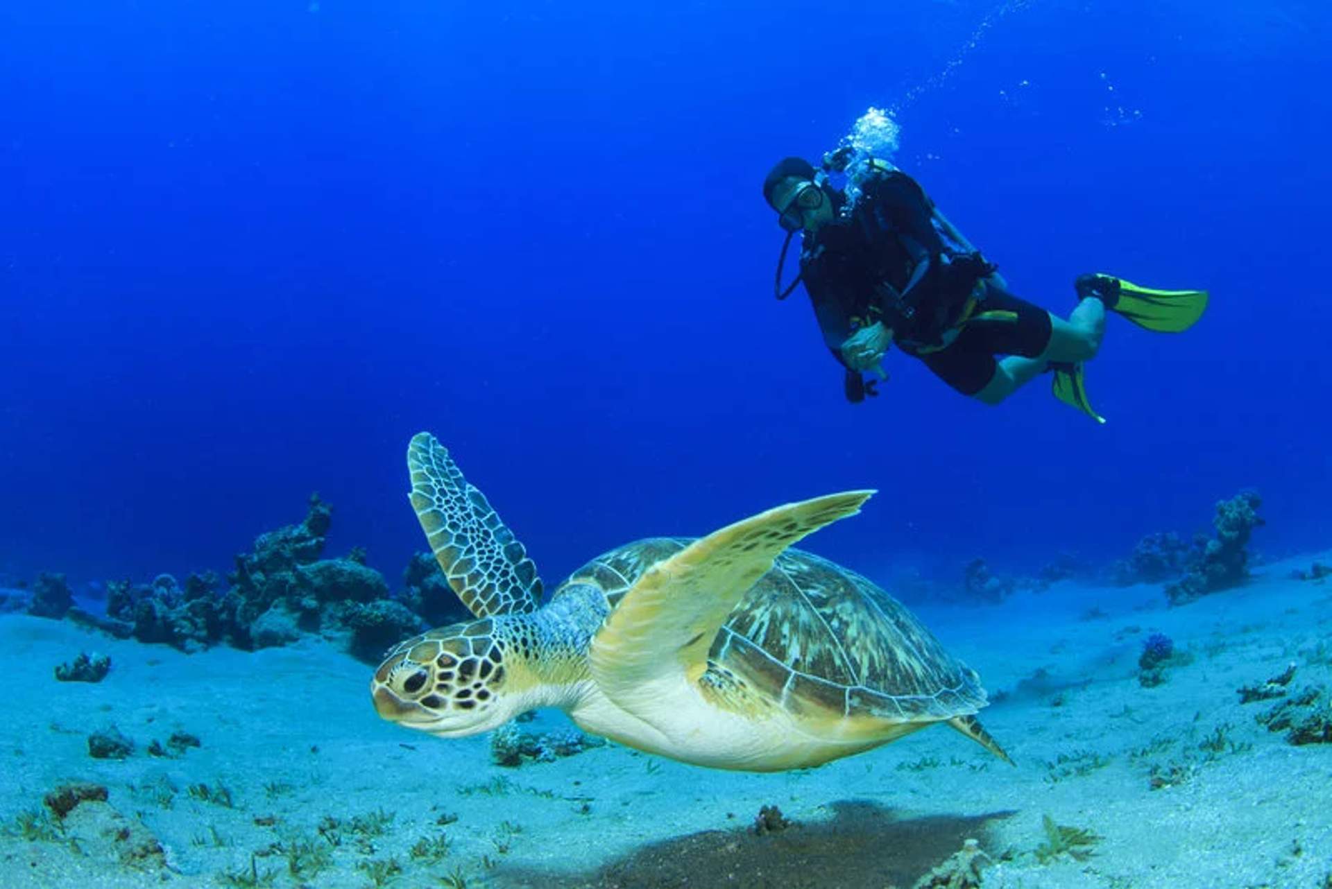 Un buceador nadando junto a una tortuga marina en las aguas cristalinas de Las Caletas, Puerto Vallarta.