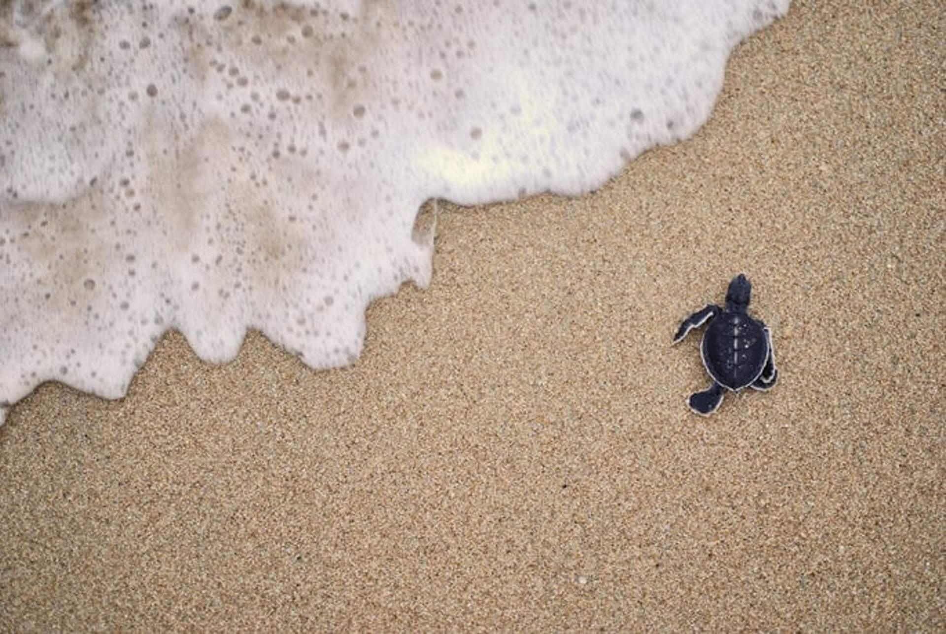 Una tortuga bebé se arrastra hacia las olas del océano en una playa de arena durante la temporada de liberación de tortugas en Puerto Vallarta.