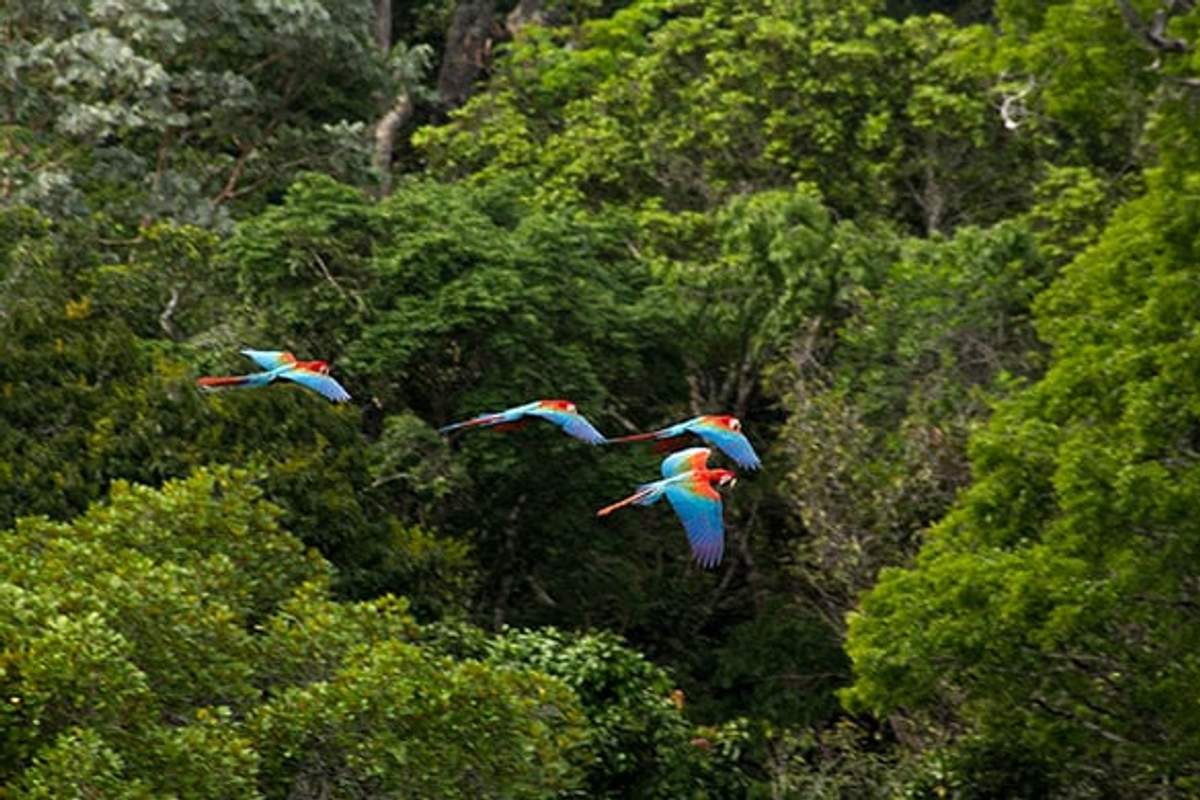 Four colorful macaws in flight over a lush green forest, displaying their vibrant blue and red feathers.