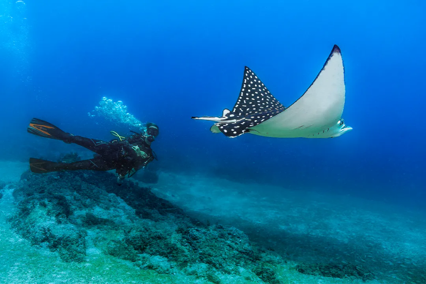 Buceador nada junto a una mantarraya moteada en las aguas de Puerto Vallarta.