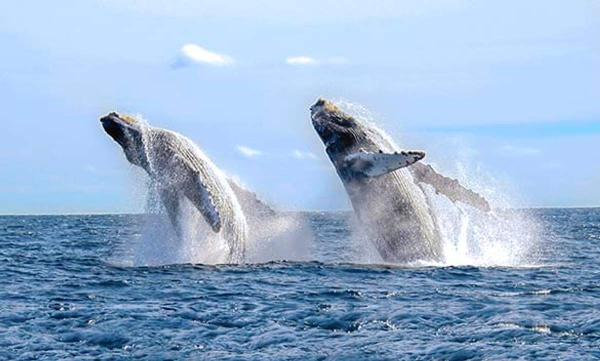 Dos ballenas jorobadas saliendo del agua simultáneamente en el océano cerca de Puerto Vallarta.