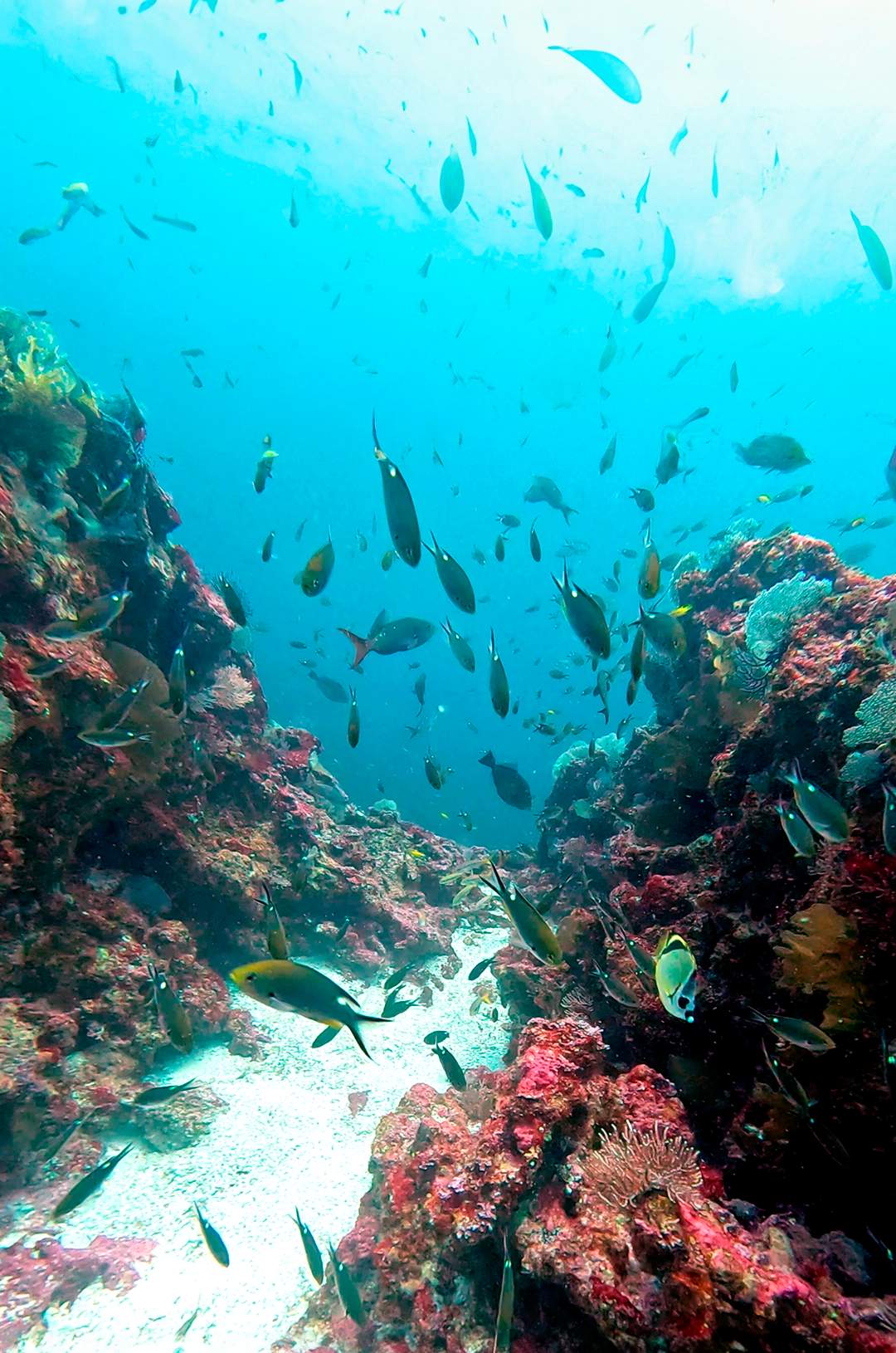 Corales y peces coloridos durante un buceo en Corbeteña Puerto Vallarta.
