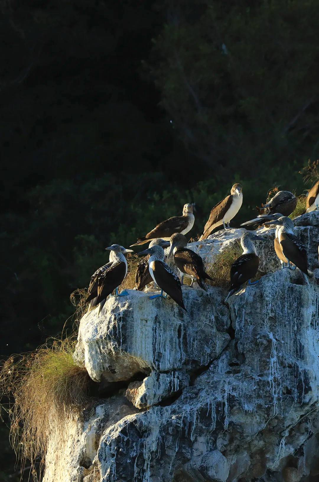 Blue-footed boobies perch on a rocky cliff in a Marietas Islands ecotourism birdwatching tour.