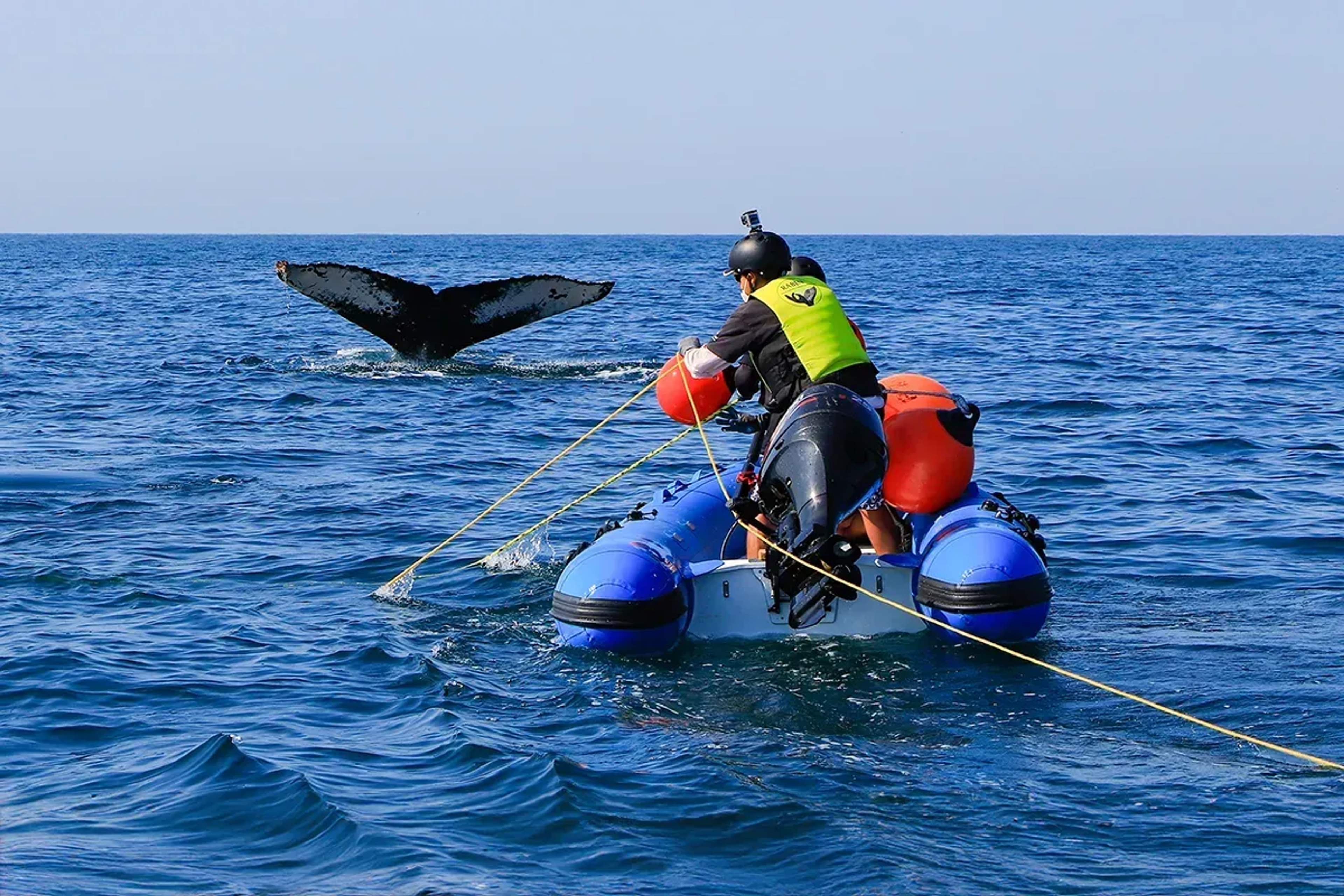 Personal de Vallarta Adventures haciendo un desenmalle de ballena en Puerto Vallarta.