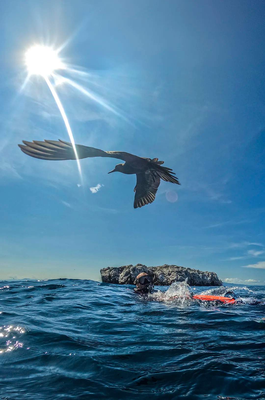 Divers admiring a marine bird near El Morro Puerto Vallarta.