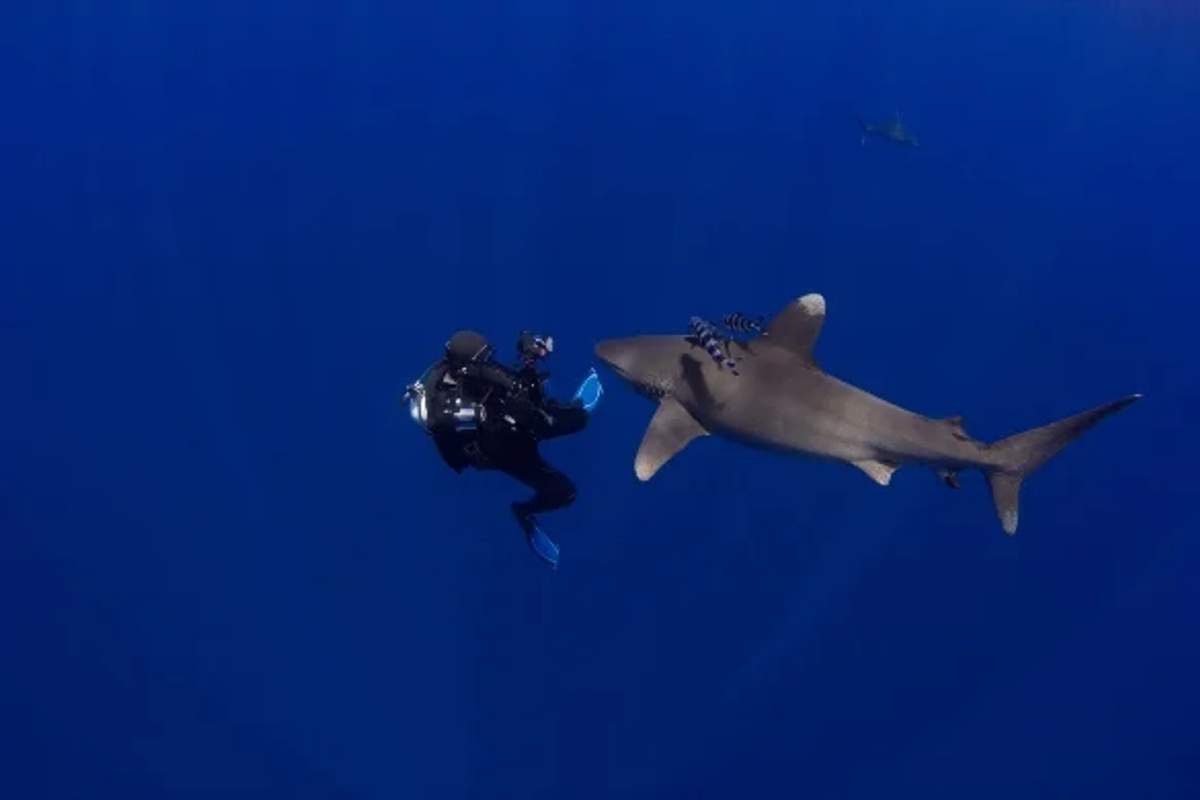 A diver swims closely with an oceanic whitetip shark in deep blue water.