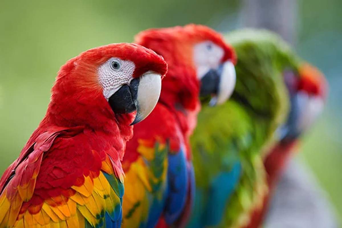 Primer plano de guacamayas coloridas posadas en fila, mostrando sus vibrantes plumas rojas, amarillas y verdes.
