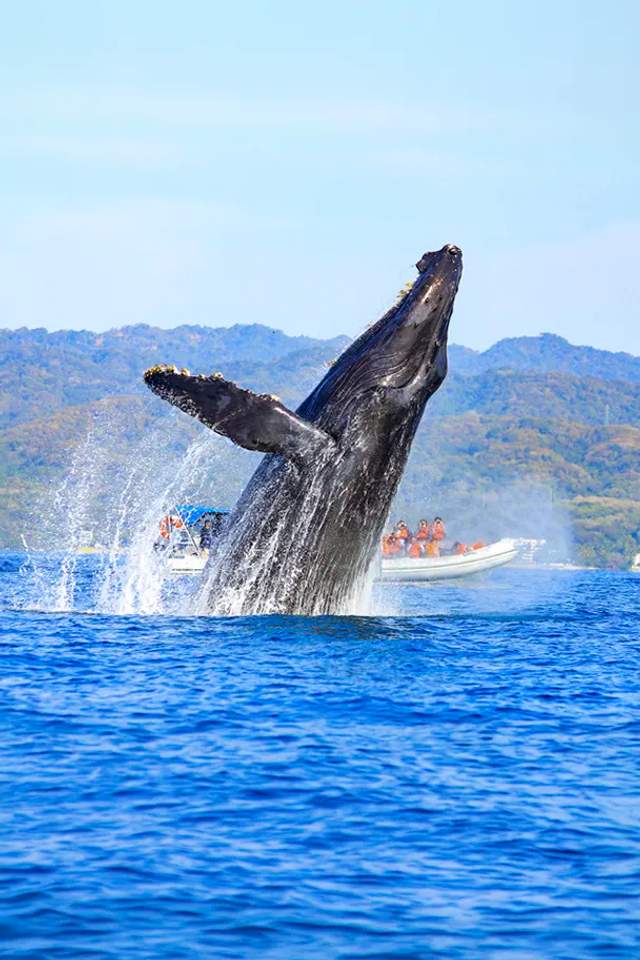 Travelers in the best Puerto Vallarta whale watching tour.